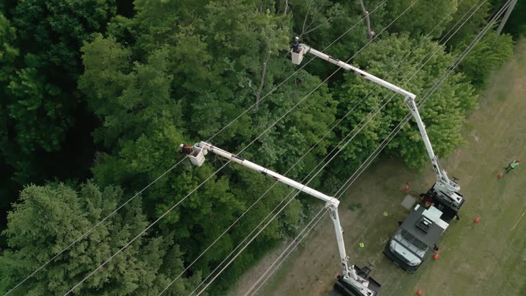 Best Tree Disease Treatment  in Silsbee, TX